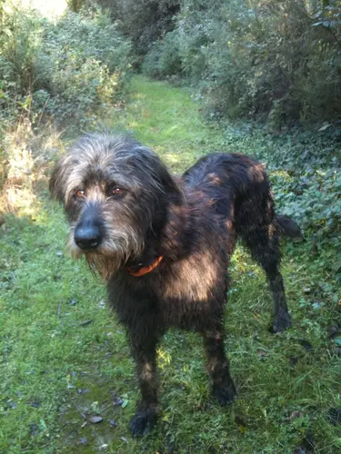 Photo 3 de Chats, chiens & maisons