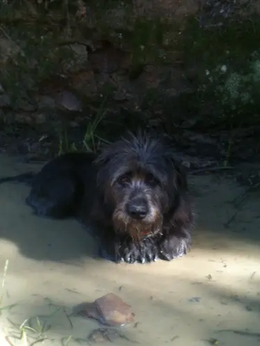 Photo 4 de Chats, chiens & maisons