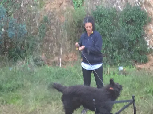 Photo 5 de Chats, chiens & maisons