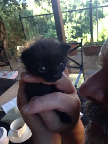 Photo 27 de Chats, chiens & maisons
