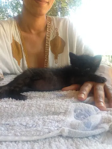 Photo 30 de Chats, chiens & maisons