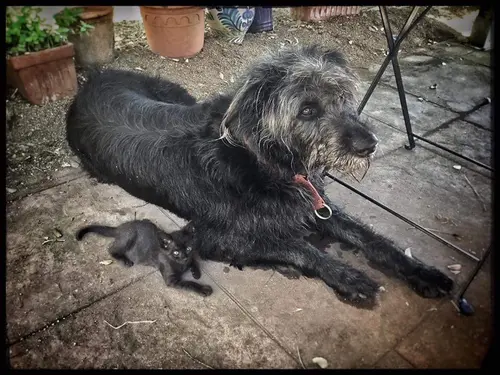 Photo 32 de Chats, chiens & maisons