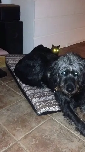 Photo 35 de Chats, chiens & maisons
