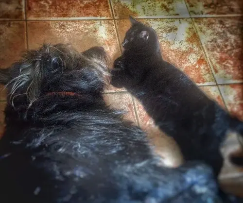 Photo 36 de Chats, chiens & maisons