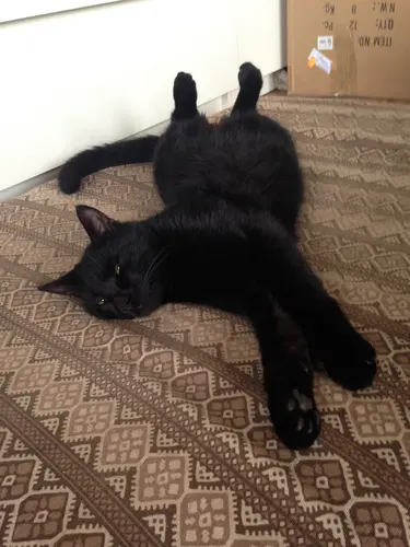 Photo 39 de Chats, chiens & maisons