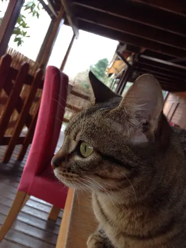 Photo 41 de Chats, chiens & maisons