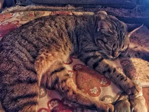 Photo 44 de Chats, chiens & maisons