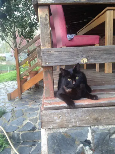 Photo 48 de Chats, chiens & maisons