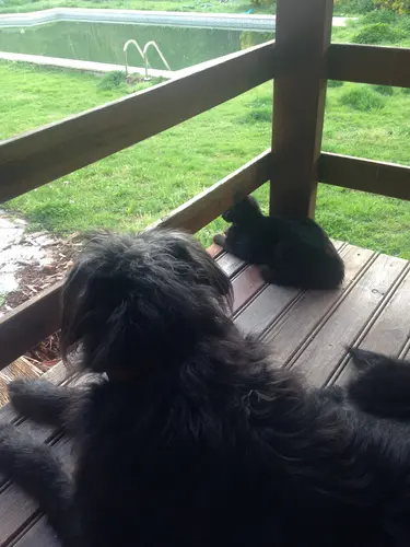 Photo 49 de Chats, chiens & maisons