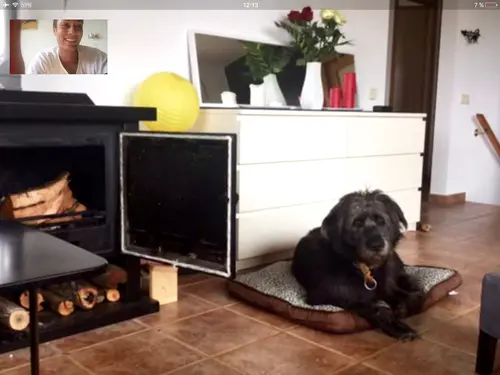 Photo 53 de Chats, chiens & maisons