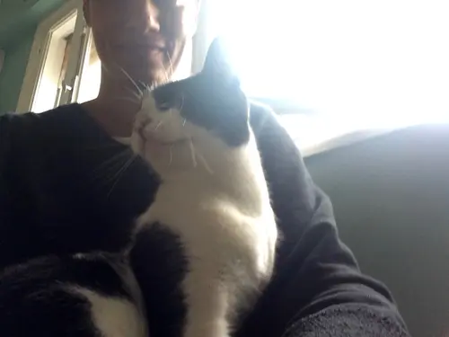 Photo 54 de Chats, chiens & maisons