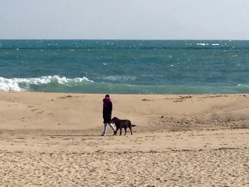 Photo 58 de Chats, chiens & maisons