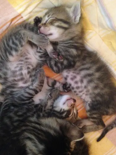 Photo 59 de Chats, chiens & maisons