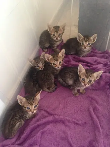 Photo 60 de Chats, chiens & maisons