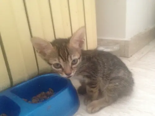 Photo 61 de Chats, chiens & maisons