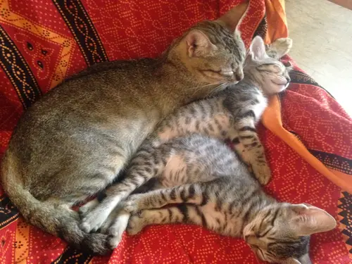 Photo 63 de Chats, chiens & maisons