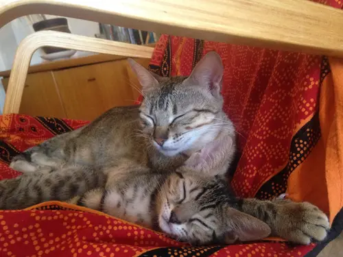 Photo 64 de Chats, chiens & maisons