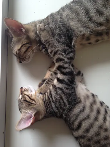 Photo 68 de Chats, chiens & maisons