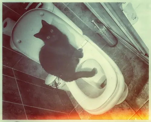 Photo 74 de Chats, chiens & maisons