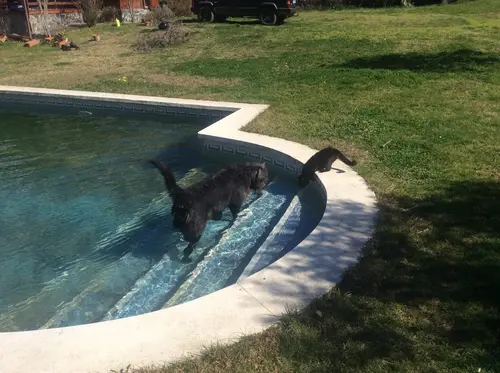 Photo 78 de Chats, chiens & maisons