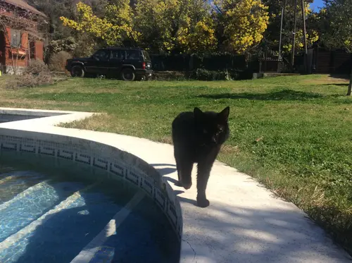 Photo 79 de Chats, chiens & maisons