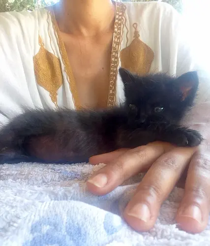 Photo 81 de Chats, chiens & maisons