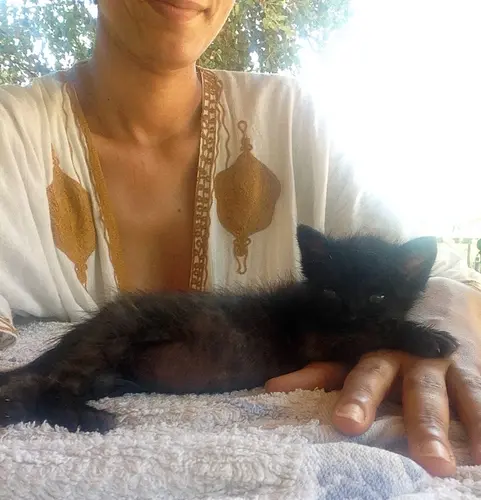 Photo 82 de Chats, chiens & maisons